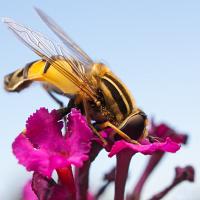 Hoverfly - Helophilus pendulus feeding 2 